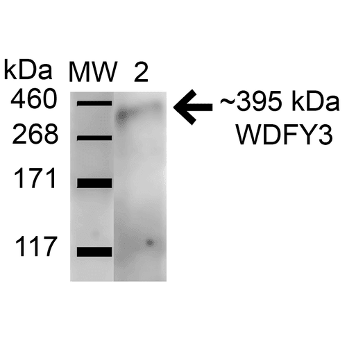 WDFY3 / ALFY Antibody