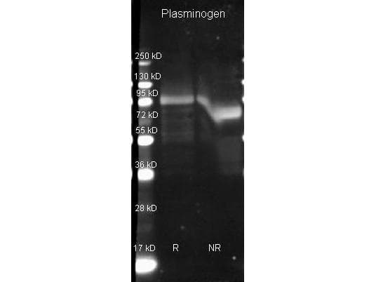 Polyclonal Goat anti-Human PLG / Plasmin / Plasminogen Antibody (Lyophilized, HRP, IHC, WB)