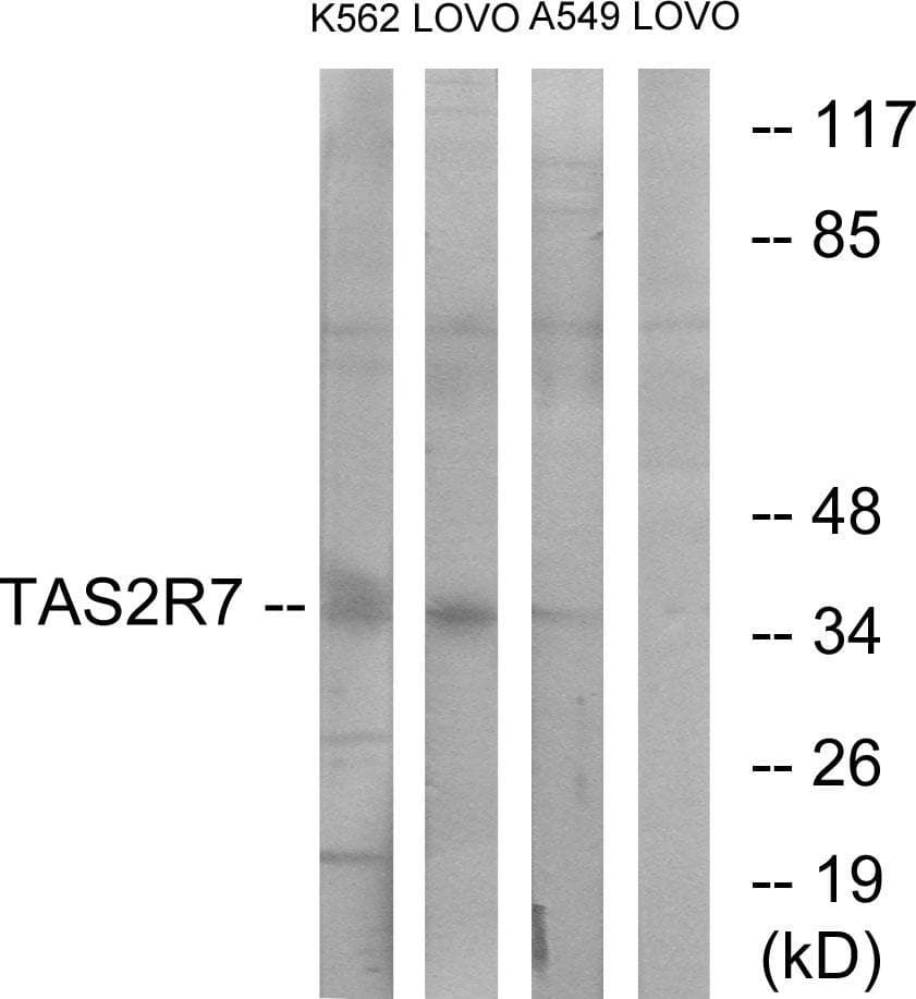 TAS2R7 / T2R7 Antibody