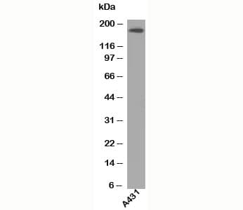 EGFR Antibody (clone H9B4, Azide-free, BSA-free)