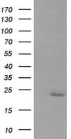 RAB30 Antibody (clone OTI4B9)