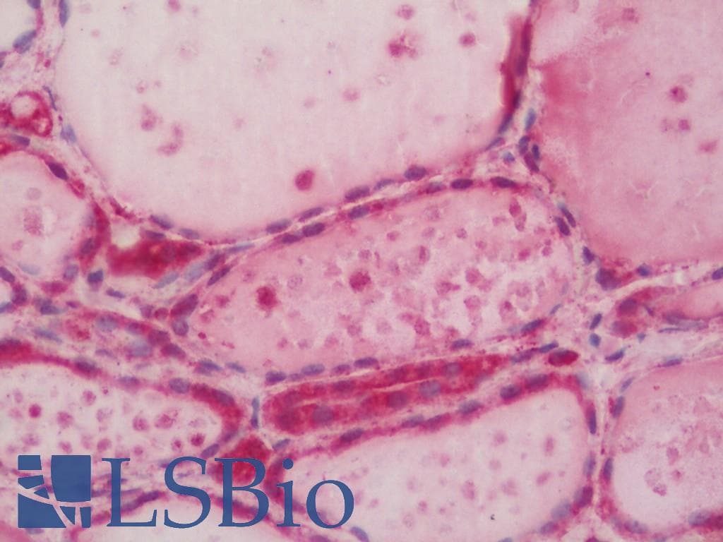CRBN / Cereblon Antibody