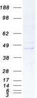 Human REM2 Protein (Recombinant Myc-DDK (Flag))