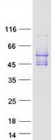 Human PDCD1 / CD279 / PD-1 Protein (Recombinant Myc-DDK (Flag))