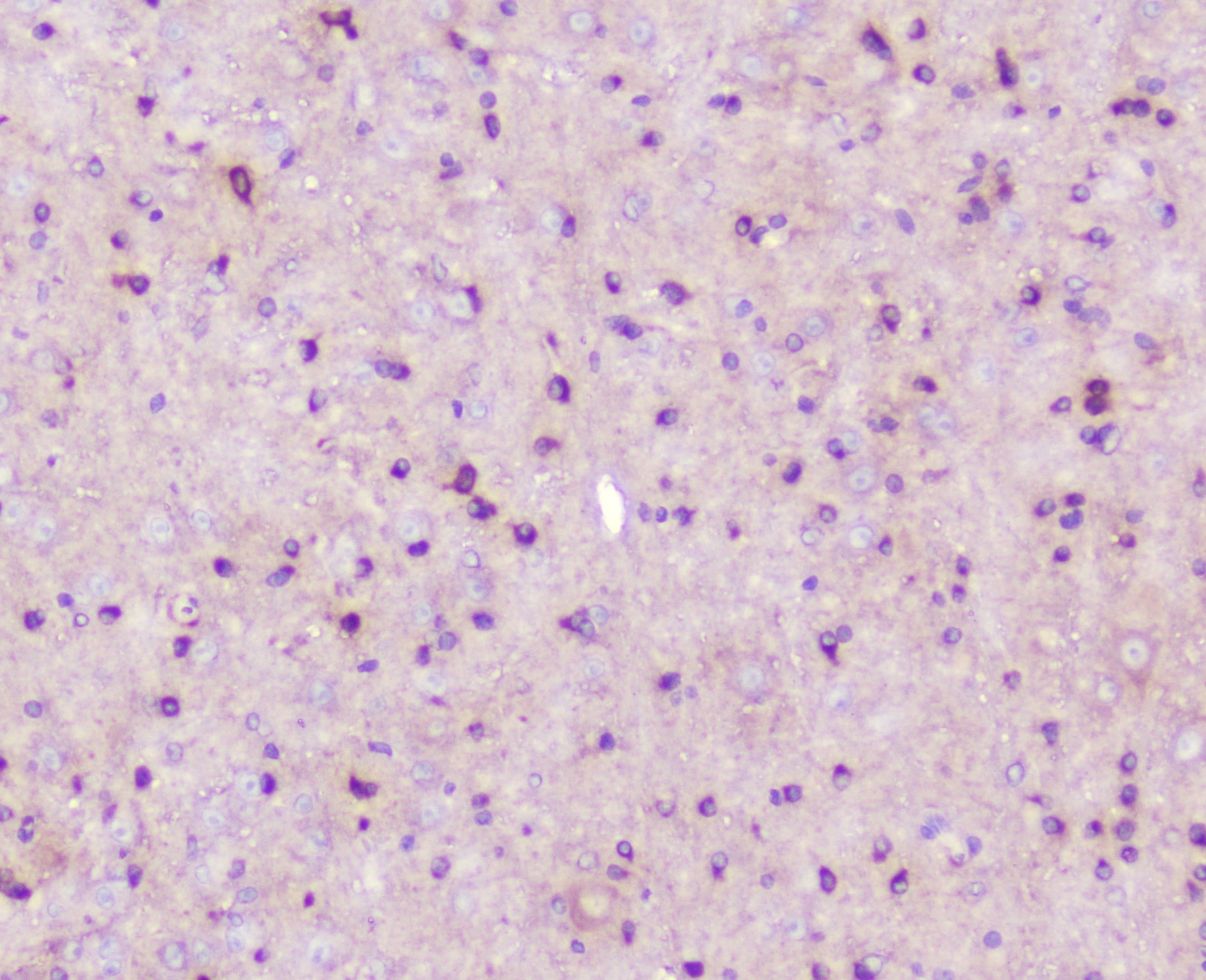 ELAVL2 / HUB Antibody