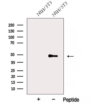 AP3M1 Antibody