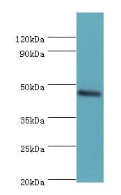 TEAD4 Antibody (aa74-434)