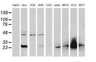 SLIM / FHL1 Antibody (clone OTI2E11)