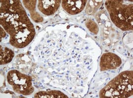 Selenium Binding Protein 1 Antibody (clone OTI2B12, Carrier-free)
