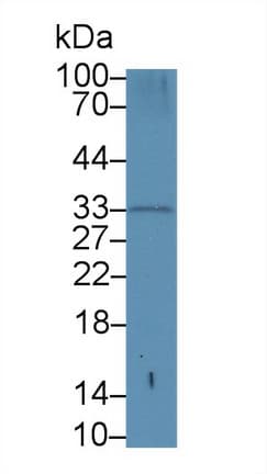 PRTN3 / Myeloblastin Antibody (aa71-247, APC)