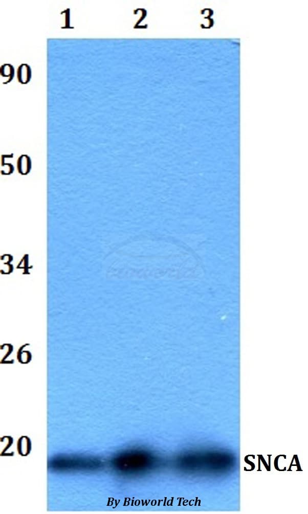 SNCA / Alpha-Synuclein Antibody