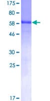 Human CDC123 Protein (Recombinant GST)