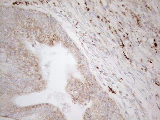 NAPSA / NAPA / Napsin A Antibody (aa64-244, clone OTI3A4, Carrier-free)