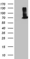 EPM2AIP1 Antibody (clone OTI1G9)