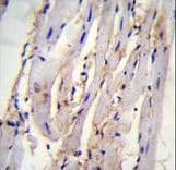STX19 / Syntaxin 19 Antibody (aa250-279)