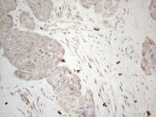BP1 / DLX4 Antibody (clone OTI7C8, Carrier-free)