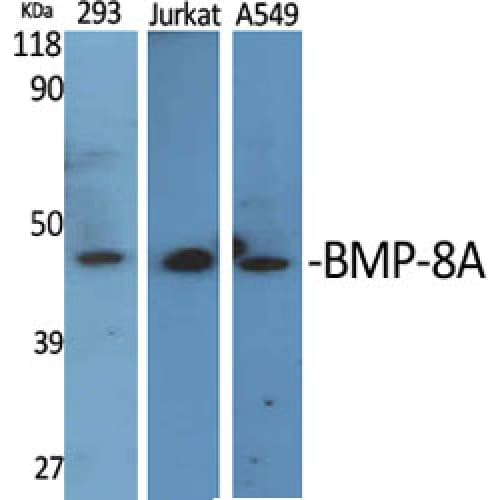 BMP8A Antibody (230-310 aa, C-terminal)