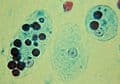 Monoclonal Mouse anti-Entamoeba histolytica Entamoeba histolytica Antibody (clone EH147.5, IHC)