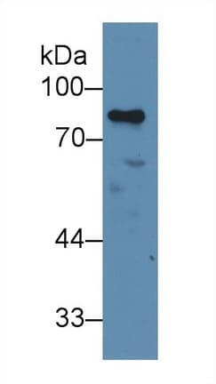 MYB / c-Myb Antibody (aa305-558)