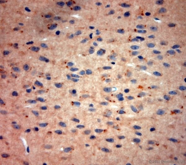 TAAR1 / TA1 Antibody (aa200-250)