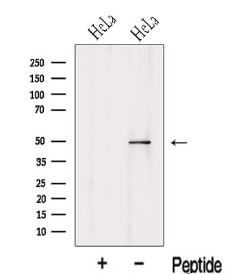 Polyclonal Rabbit anti-Human KPTN / Kaptin Antibody (WB)