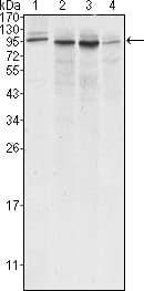 IHC-plus™ CANX / Calnexin Antibody (clone 3H4A7)