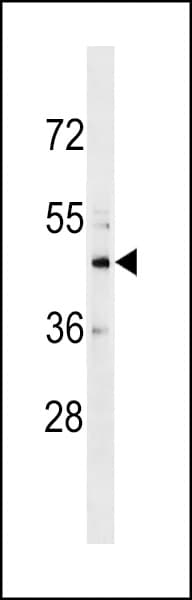 CHST10 Antibody (aa208-236)