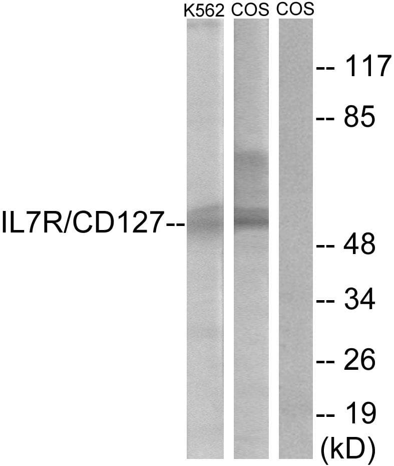 IL7R / CD127 Antibody (p449)