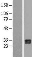 BDNF Protein (Over-Expression Lysate Myc-DDK (Flag))