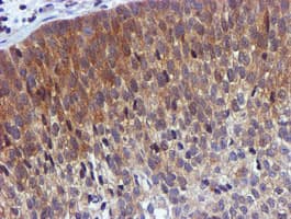 USP7 / HAUSP Antibody (clone OTI1B2)