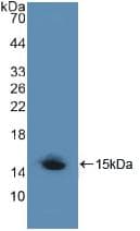 LRP1 / CD91 Antibody (aa4441-4544)