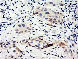 NUCB1 / Nucleobindin Antibody (clone OTI1A5)