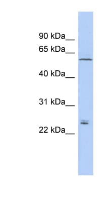CLDN15 / Claudin 15 Antibody (aa71-120)