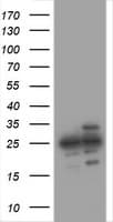 PSMA2 Antibody (aa50-234, clone OTI3H8)