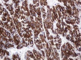 AMY2B Antibody (clone 4B5, Carrier-free)