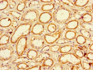 LACTB2 Antibody
