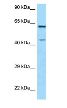 ARMCX5 Antibody (aa361-410)