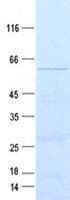 Human CCNB1 / Cyclin B1 Protein (Recombinant His, N-Terminal)