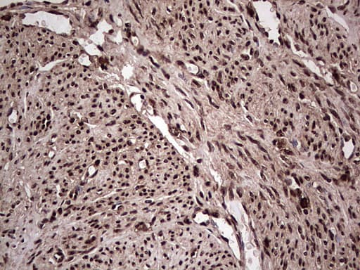 Monoclonal Mouse anti-Human SAE1 Antibody (clone OTI6B11, IHC, WB)