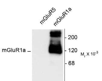 Polyclonal Rabbit anti-Rat GRM1 / MGLUR1 Antibody (C-Terminus, IHC, WB)