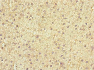 EDIL3 / DEL1 Antibody