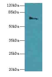 CAPN6 / Calpain 6 Antibody