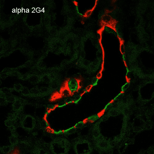 Monoclonal Mouse anti-Mouse SCNN1A / ENaC Alpha Antibody (clone 2G4, APC, IHC, WB)