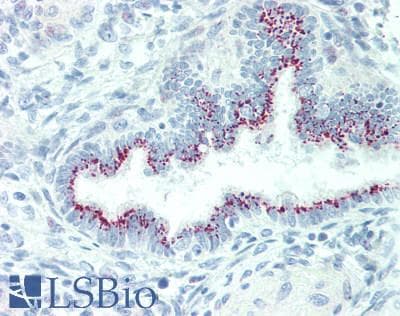 IHC-plus™ Polyclonal Rabbit anti-Human IL19 Antibody (aa39-52, IHC, WB)