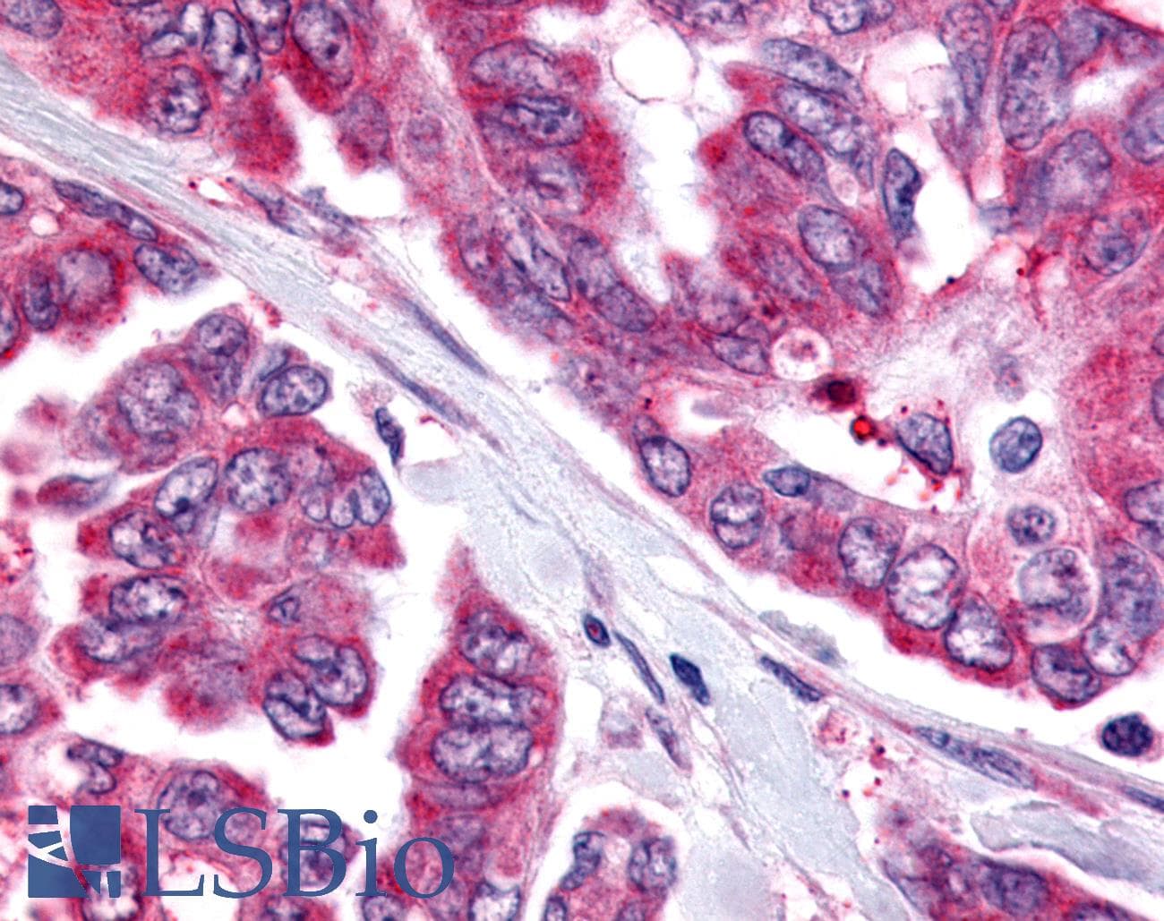 PathPlus™ Polyclonal Rabbit anti-Human CDC7 Antibody (Kinase Domain, IHC)
