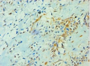 YWHAQ / 14-3-3 Theta Antibody (aa1-245)