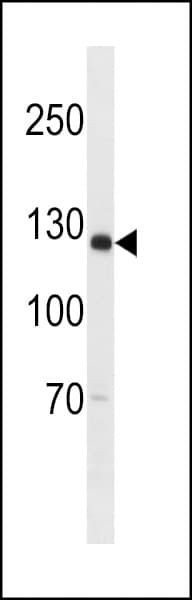 SGOL2 Antibody (aa391-419)