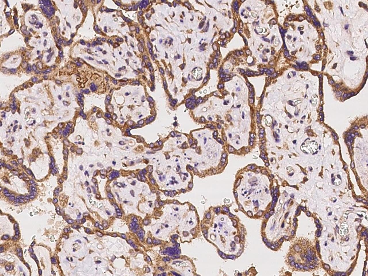 SIGLEC6 Antibody