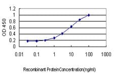IHC-plus™ STK17B / DRAK2 Antibody (clone 2C3)
