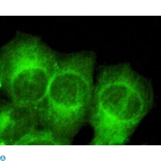 MAP2 Antibody